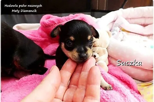 MINI XS! Suczka Ratlerek Pinczer miniaturowy z Rodowodem Do REZERWACJI !!!, Lubuskie, Żary