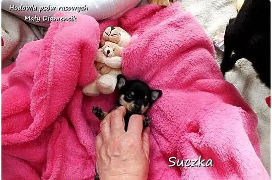 MINI XS! Suczka Ratlerek Pinczer miniaturowy z Rodowodem Do REZERWACJI !!!, Lubuskie, Żary