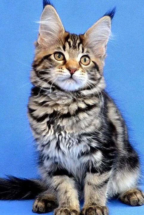 Kocięta Maine Coon
