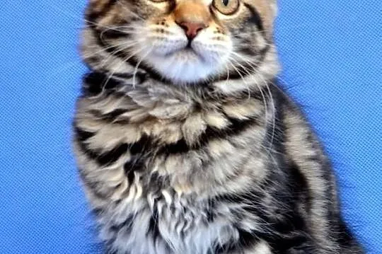 Kocięta Maine Coon