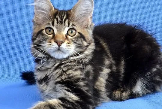 Kocięta Maine Coon