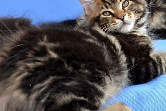 Kocięta Maine Coon