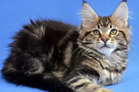 Kocięta Maine Coon