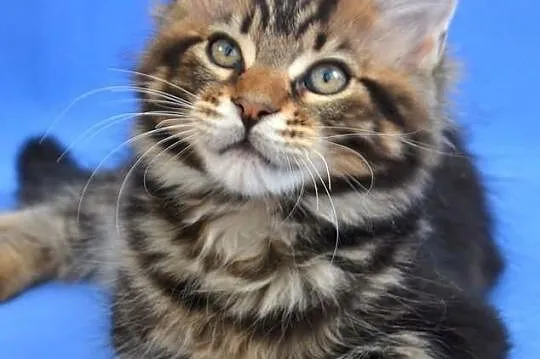 Kocięta Maine Coon