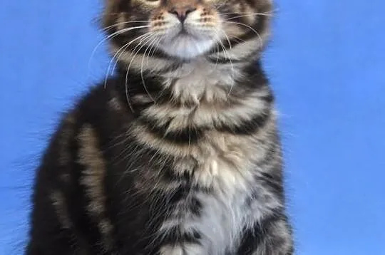 Kocięta Maine Coon