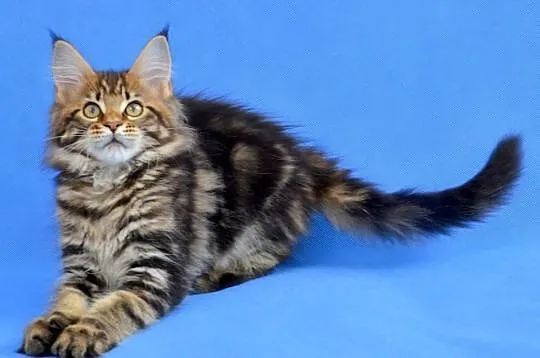 Kocięta Maine Coon