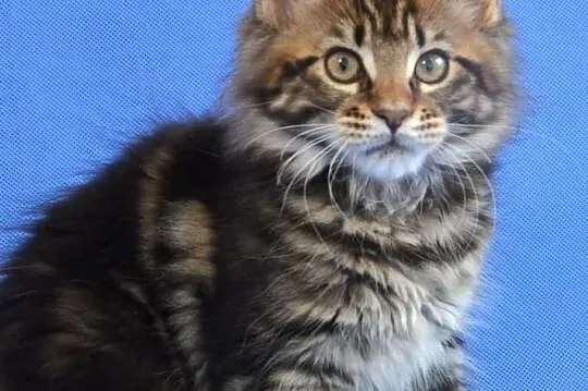 Kocięta Maine Coon