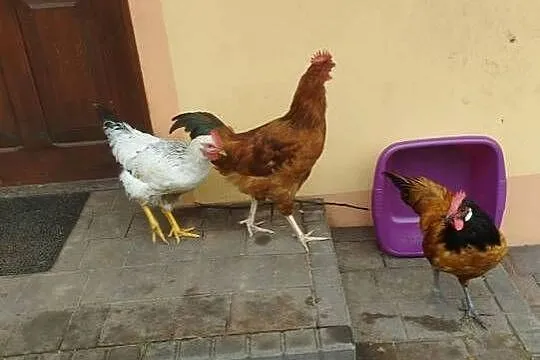 Sprzedam 10 kogutków 2 rasowe