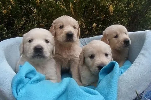 Golden Retriever,  kujawsko-pomorskie Wąbrzeźno