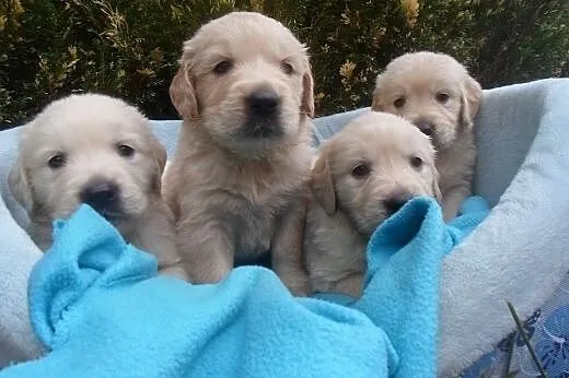 Golden Retriever,  kujawsko-pomorskie Wąbrzeźno