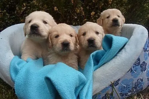 Golden Retriever,  kujawsko-pomorskie Wąbrzeźno
