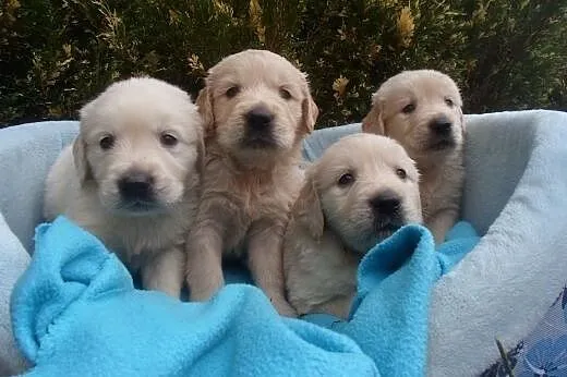 Golden Retriever,  kujawsko-pomorskie Wąbrzeźno