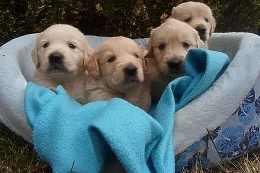 Golden Retriever,  kujawsko-pomorskie Wąbrzeźno