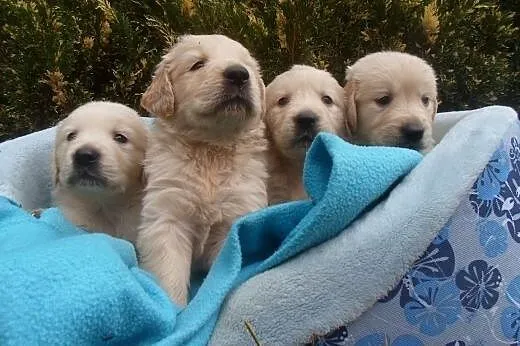 Golden Retriever,  kujawsko-pomorskie Wąbrzeźno
