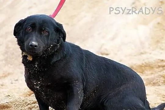 FOCZKA i klątwa czarnego psa