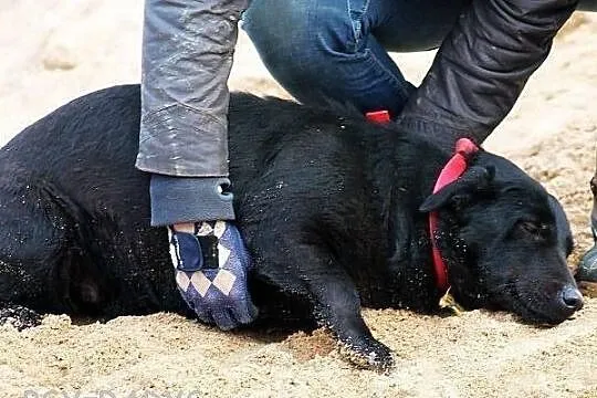 FOCZKA i klątwa czarnego psa