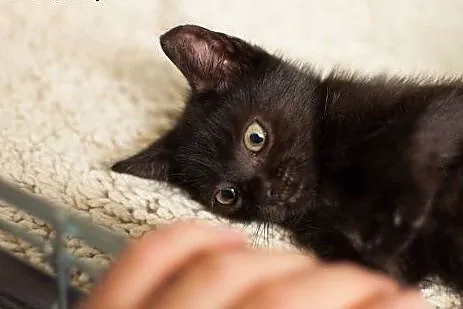 Kitty - 10 tygodniowa iskierka pełna energii i chę