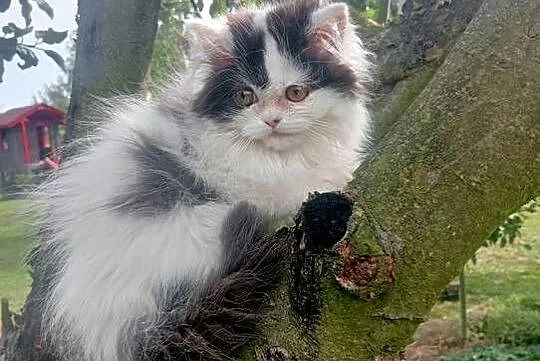 Kot perski pers persy perskie