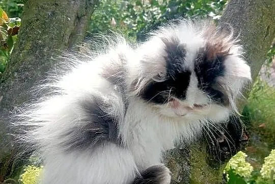 Kot perski pers persy perskie, Podkarpackie, Jedlicze