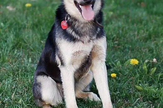 Morgan do adopcji młody psiak,  śląskie Częstochowa