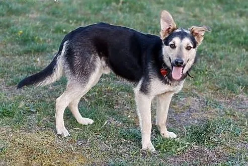 Morgan do adopcji młody psiak,  śląskie Częstochow