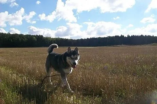 Sibi, wesoły malamut czeka na dom,  śląskie Dąbrow