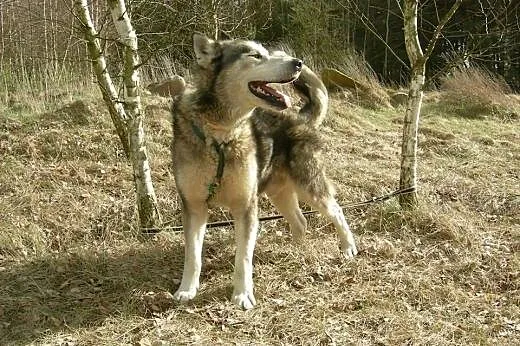 Sibi, wesoły malamut czeka na dom,  śląskie Dąbrow