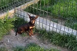 Ratlerek miniaturka suczka roczna