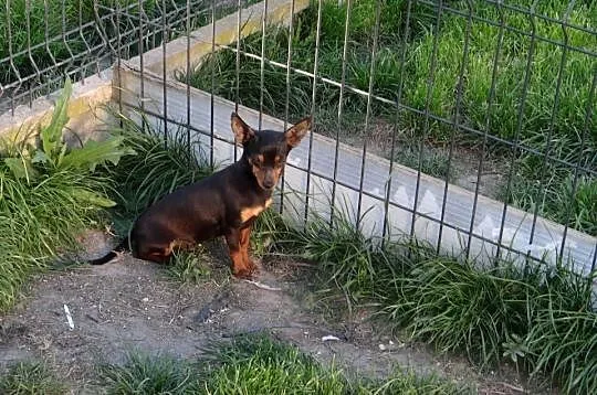 Ratlerek miniaturka suczka roczna, Mazowieckie, Wierzbica