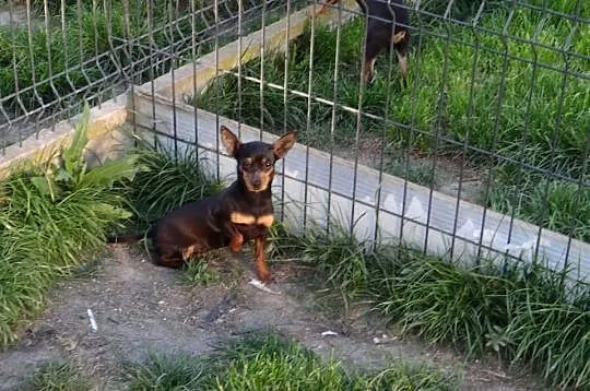 Ratlerek miniaturka suczka roczna, Mazowieckie, Wierzbica