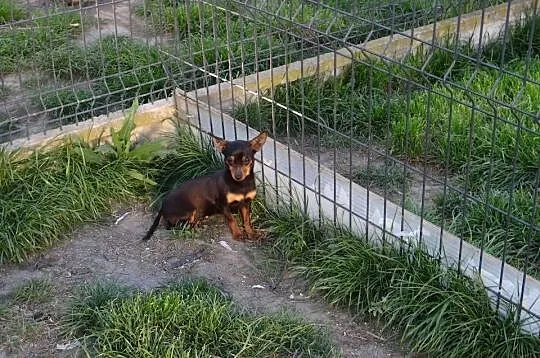 Ratlerek miniaturka suczka roczna, Mazowieckie, Wierzbica