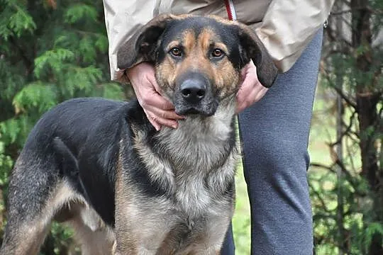 Piękny młody Ares do adopcji