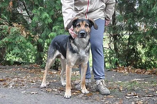 Piękny młody Ares do adopcji