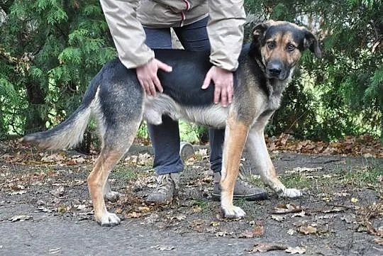 Piękny młody Ares do adopcji