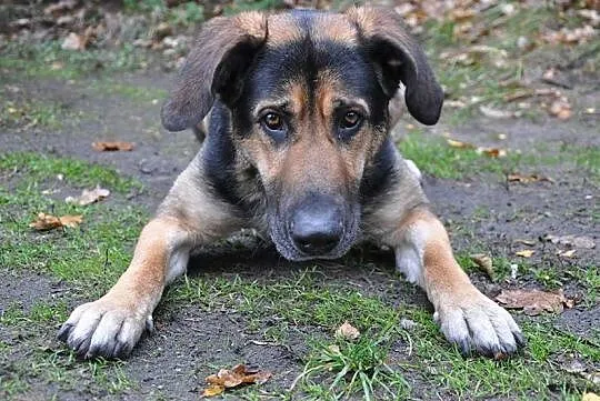 Piękny młody Ares do adopcji