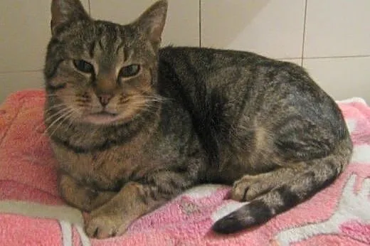 Kitek Wólczański do adopcji!!,  łódzkie Łódź