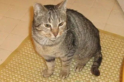 Kitek Wólczański do adopcji!!,  łódzkie Łódź