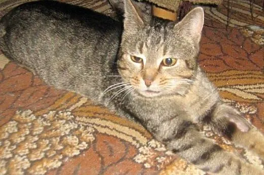 Kitek Wólczański do adopcji!!,  łódzkie Łódź