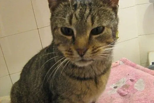 Kitek Wólczański do adopcji!!,  łódzkie Łódź