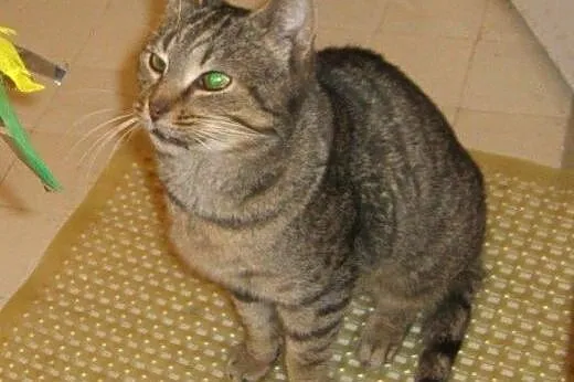 Kitek Wólczański do adopcji!!,  łódzkie Łódź
