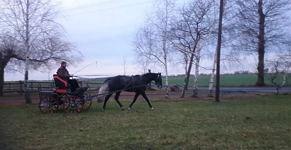Wałach 4 lata ,164 cm ,chodzi w zaprzegu