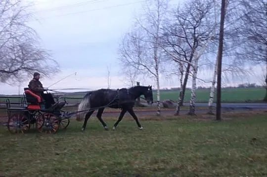 Wałach 4 lata ,164 cm ,chodzi w zaprzegu