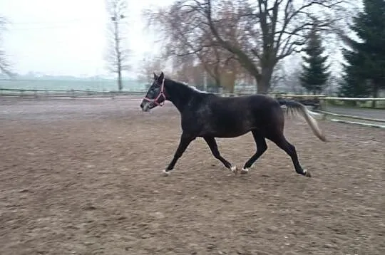 Wałach 4 lata ,164 cm ,chodzi w zaprzegu