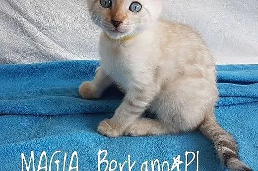 Kot bengalski - biały bengal,  wielkopolskie Konin, Konin