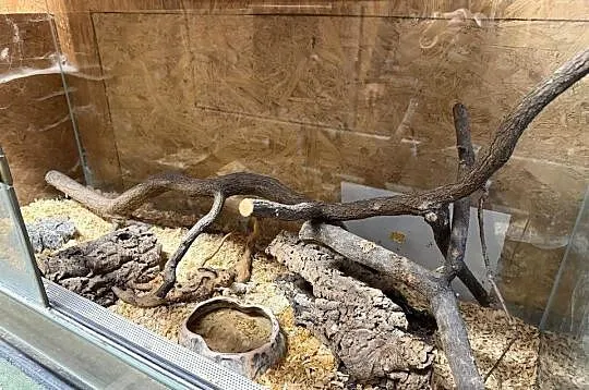 Pyton królewski, Świętokrzyskie, Włoszczowa