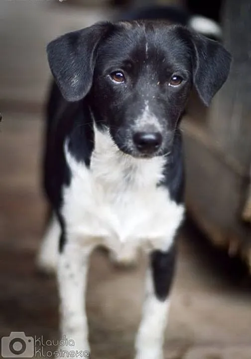 Jerry, tęskniący za człowiekiem MALUSZEK adopcja,