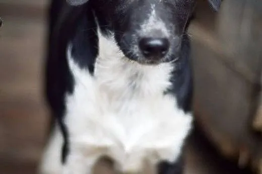 Jerry, tęskniący za człowiekiem MALUSZEK adopcja, 