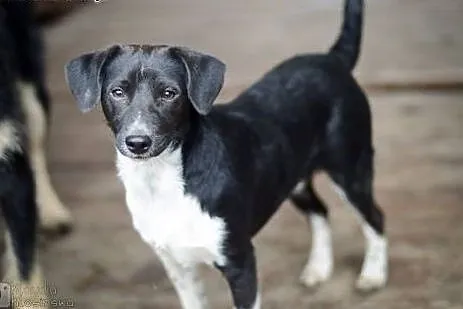 Jerry, tęskniący za człowiekiem MALUSZEK adopcja, 