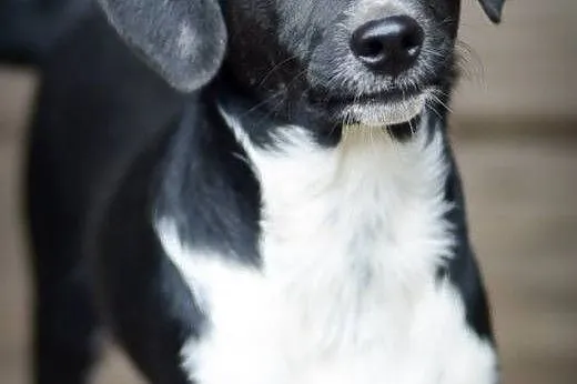 Jerry, tęskniący za człowiekiem MALUSZEK adopcja, 