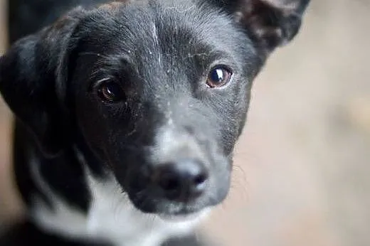 Jerry, tęskniący za człowiekiem MALUSZEK adopcja, 